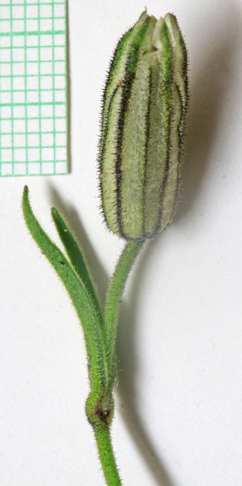 King's Campion photo 2