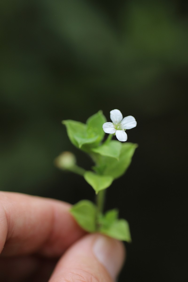 Silene kiwuensis photo 3