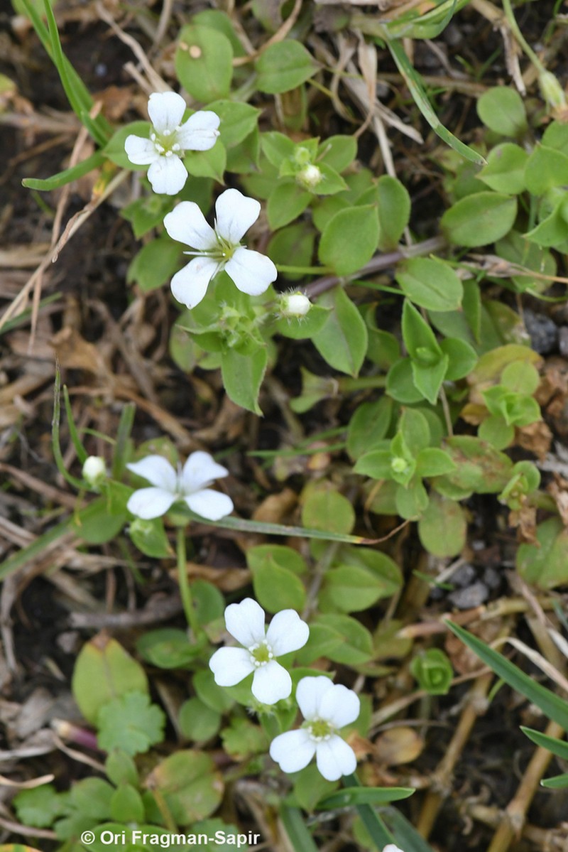Silene kiwuensis photo 4