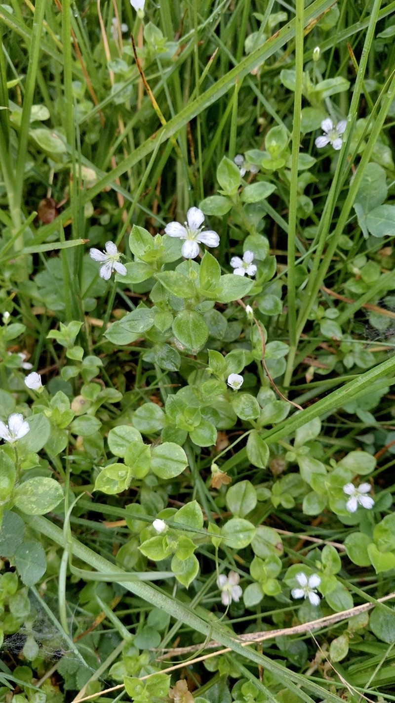 Silene kiwuensis photo 5