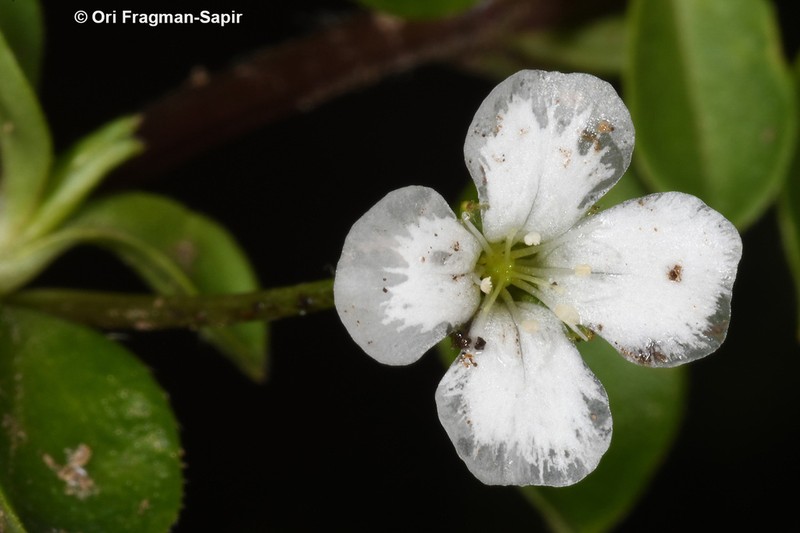 Silene kiwuensis photo 7