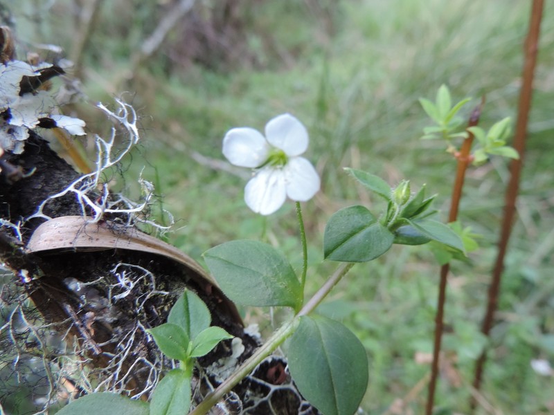 Silene kiwuensis photo 8