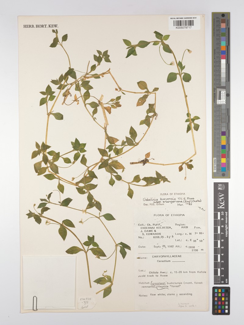 Silene kiwuensis subsp. erlangeriana