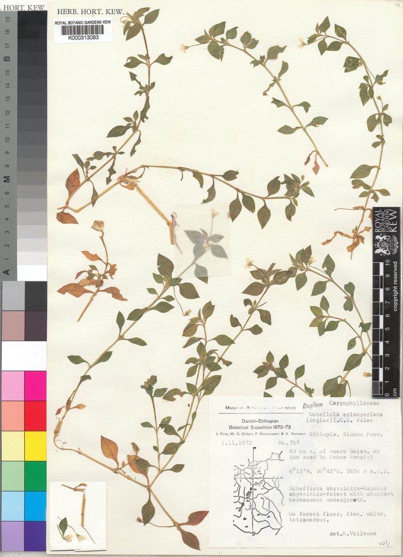 Silene kiwuensis subsp. erlangeriana photo 2