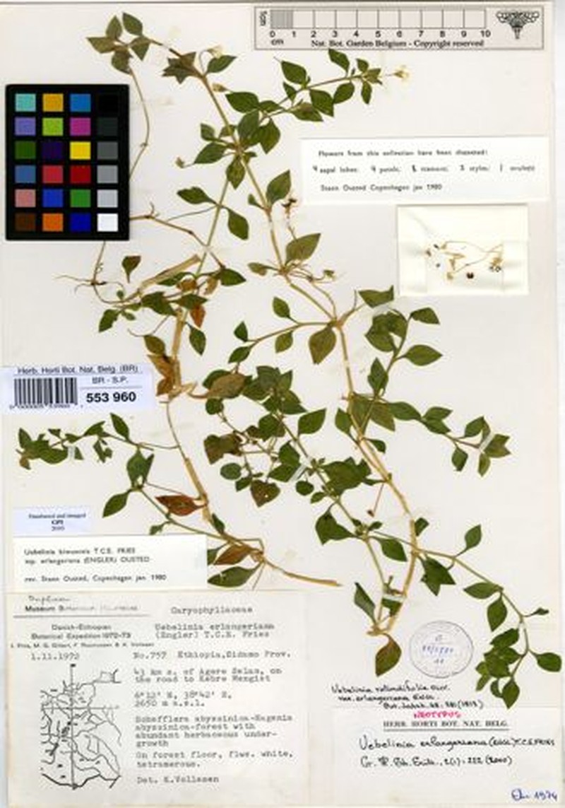Silene kiwuensis subsp. erlangeriana photo 3