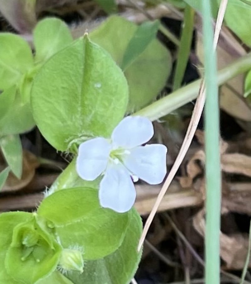Silene kiwuensis subsp. kiwuensis
