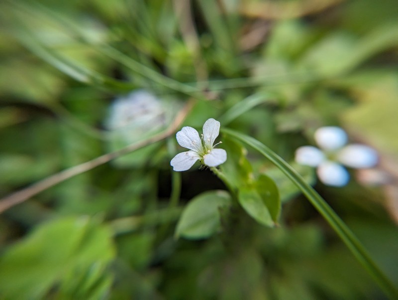 Silene kiwuensis subsp. kiwuensis photo 2