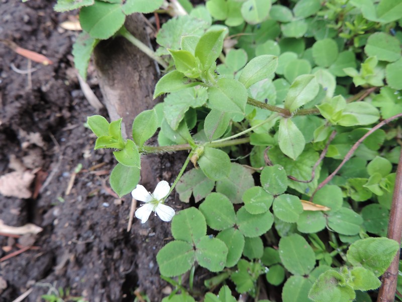 Silene kiwuensis subsp. kiwuensis photo 3
