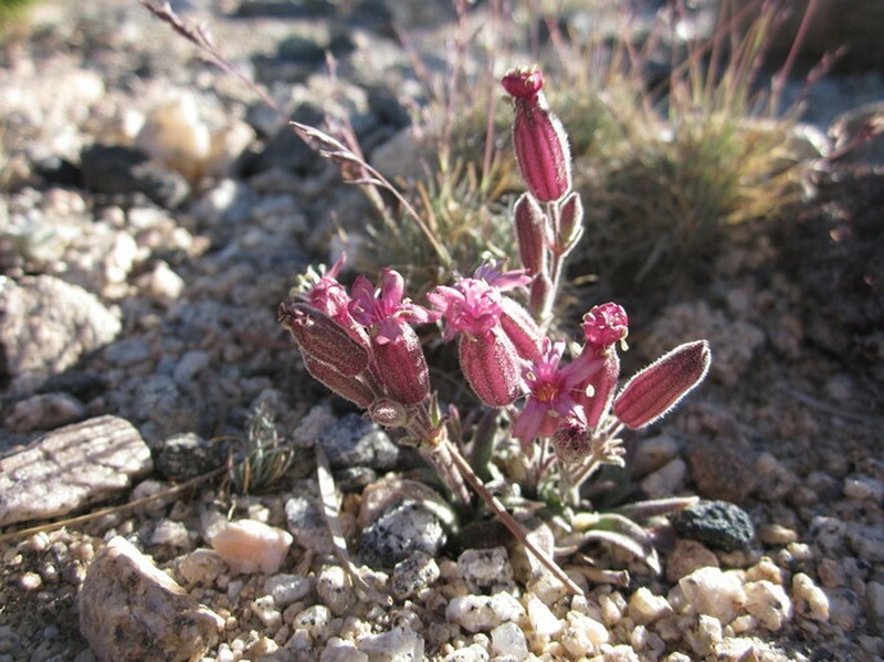Silene krantzii