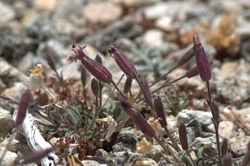 Silene krantzii photo 2