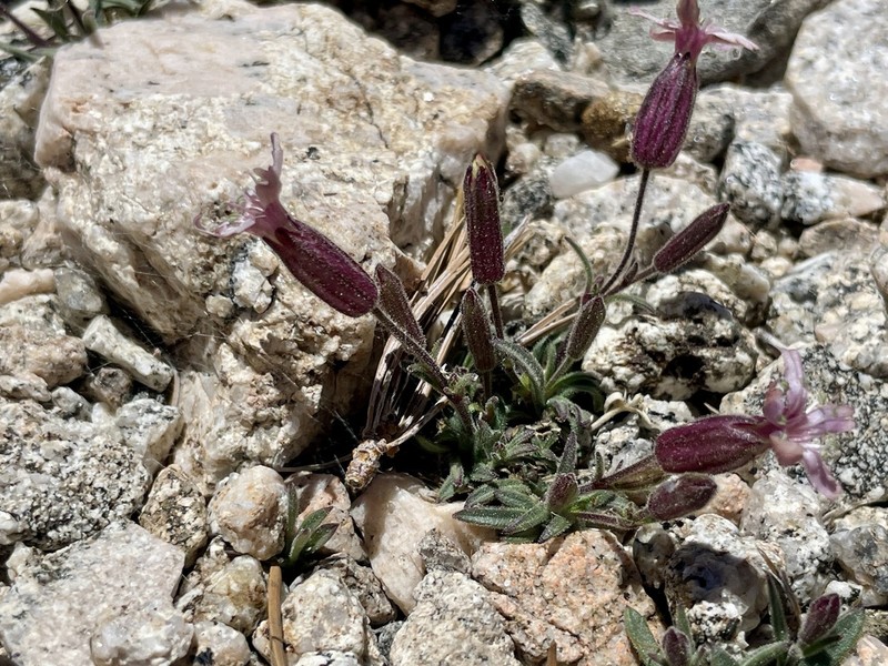 Silene krantzii photo 3