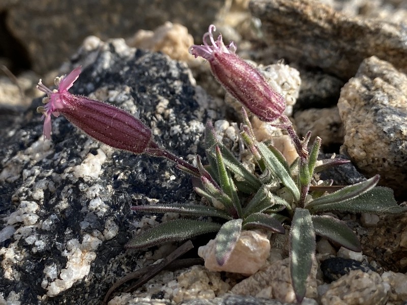 Silene krantzii photo 6