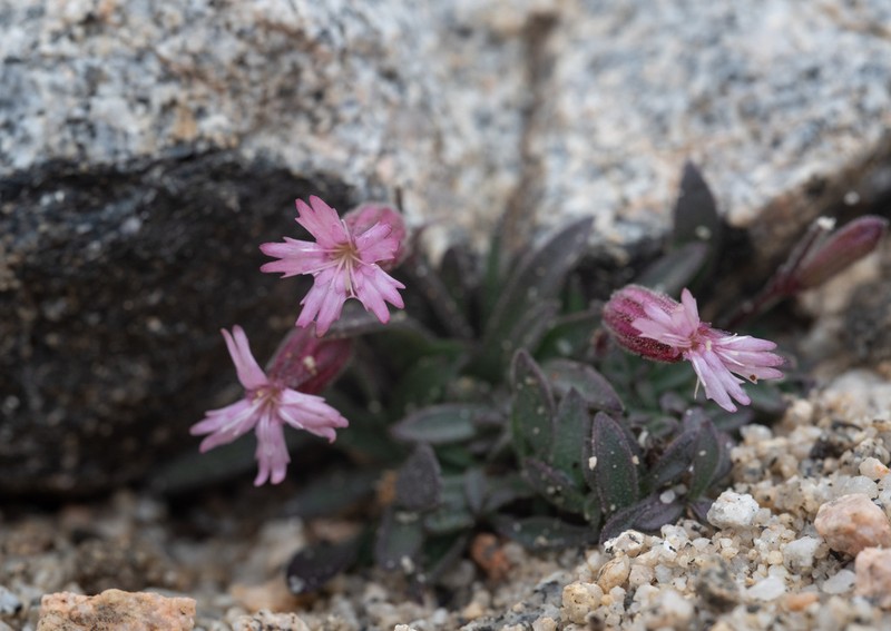 Silene krantzii photo 7