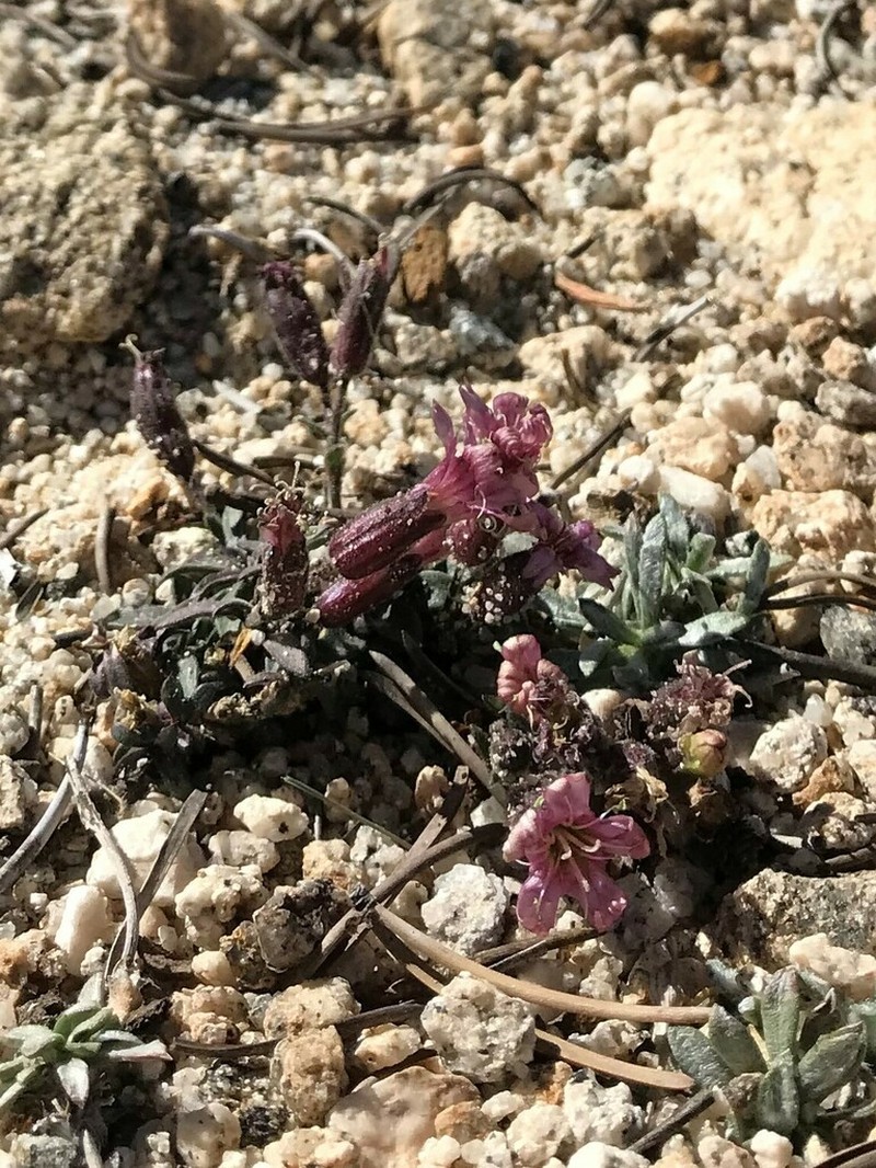 Silene krantzii photo 8