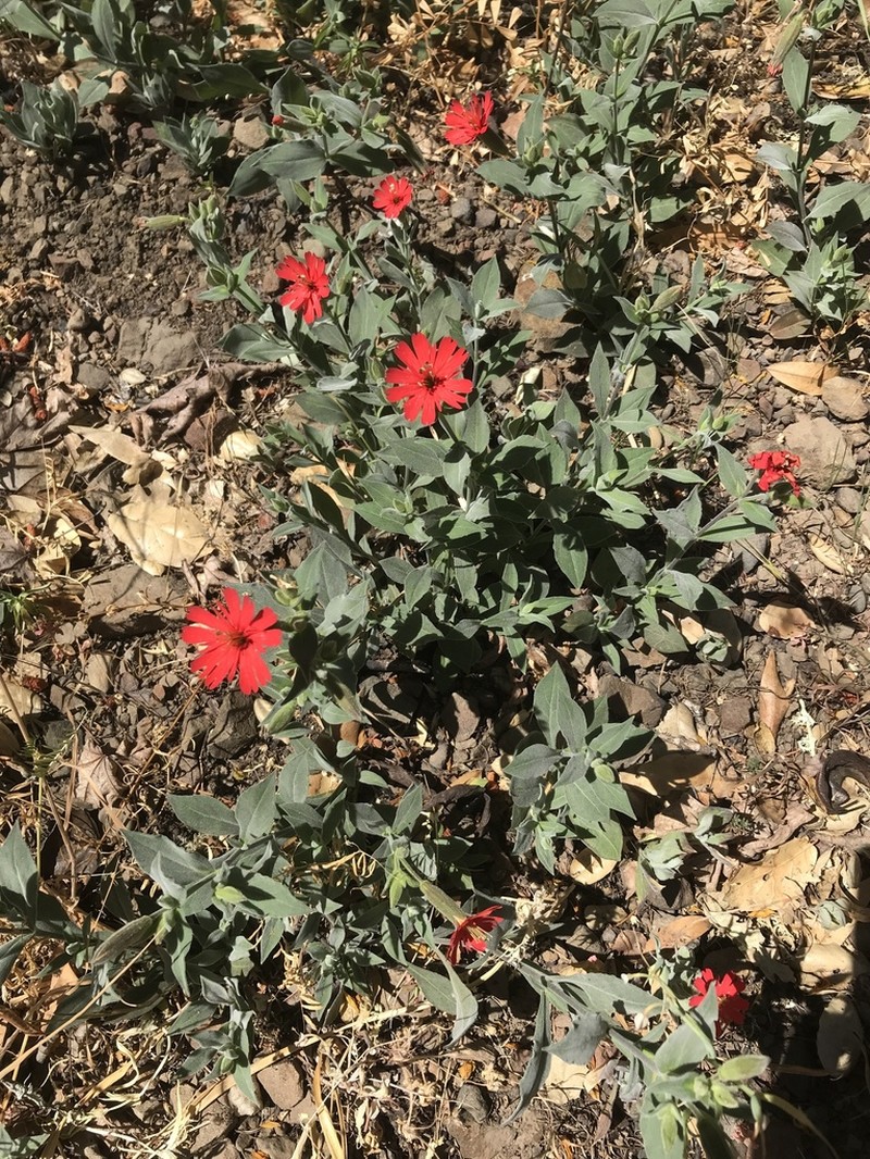 Cardinal Catchfly photo 3