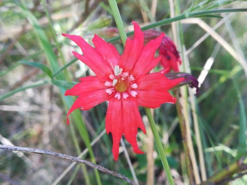 Cardinal Catchfly photo 4