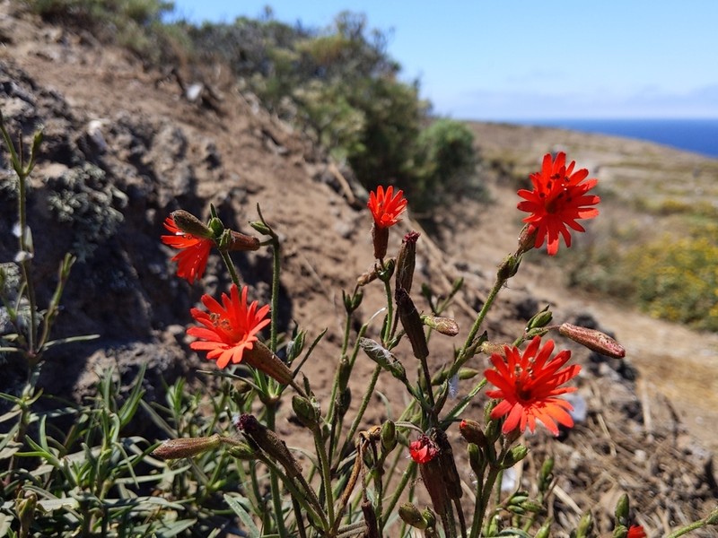 Cardinal Catchfly photo 5