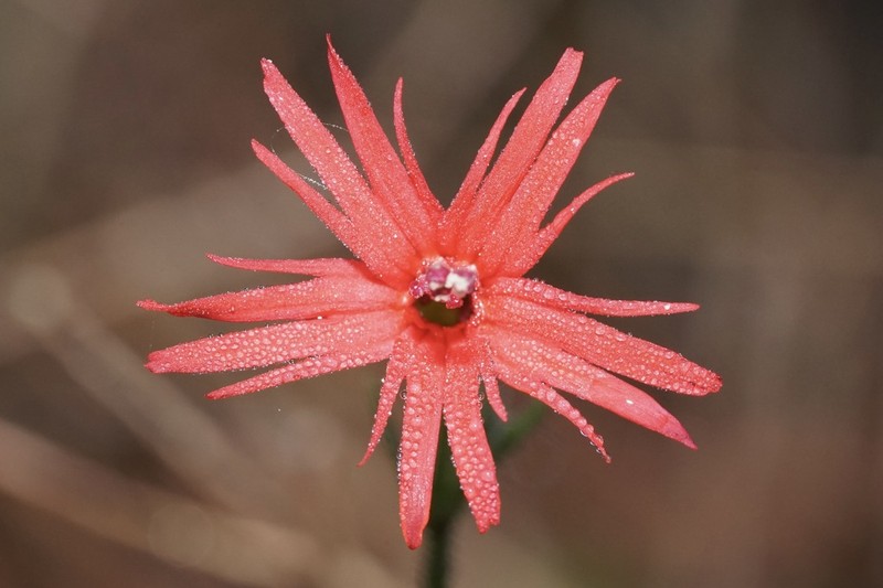 Cardinal Catchfly photo 6