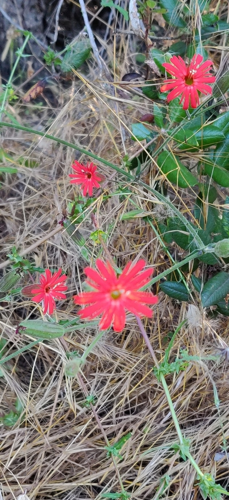 Cardinal Catchfly photo 7