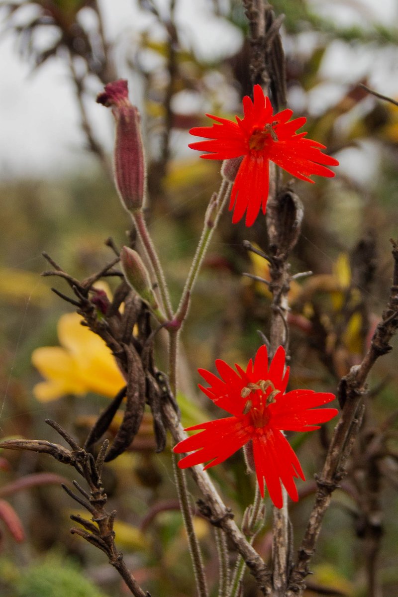 Cardinal Catchfly photo 5