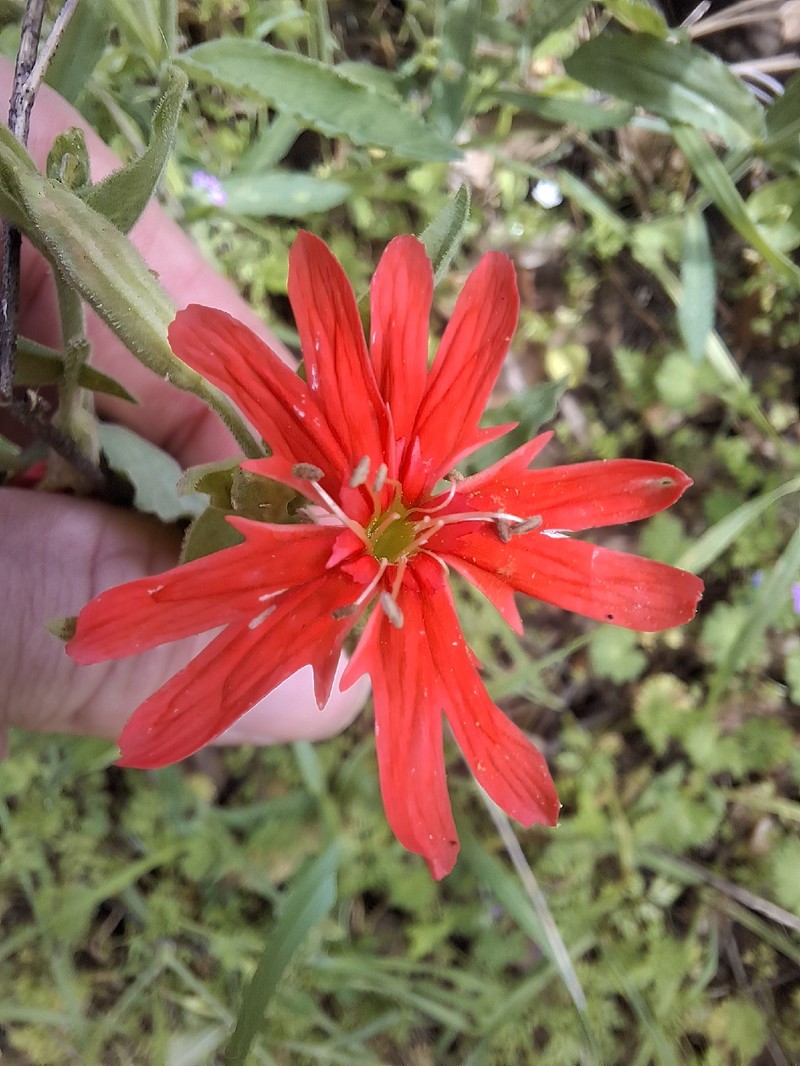 Indian Pink photo 5
