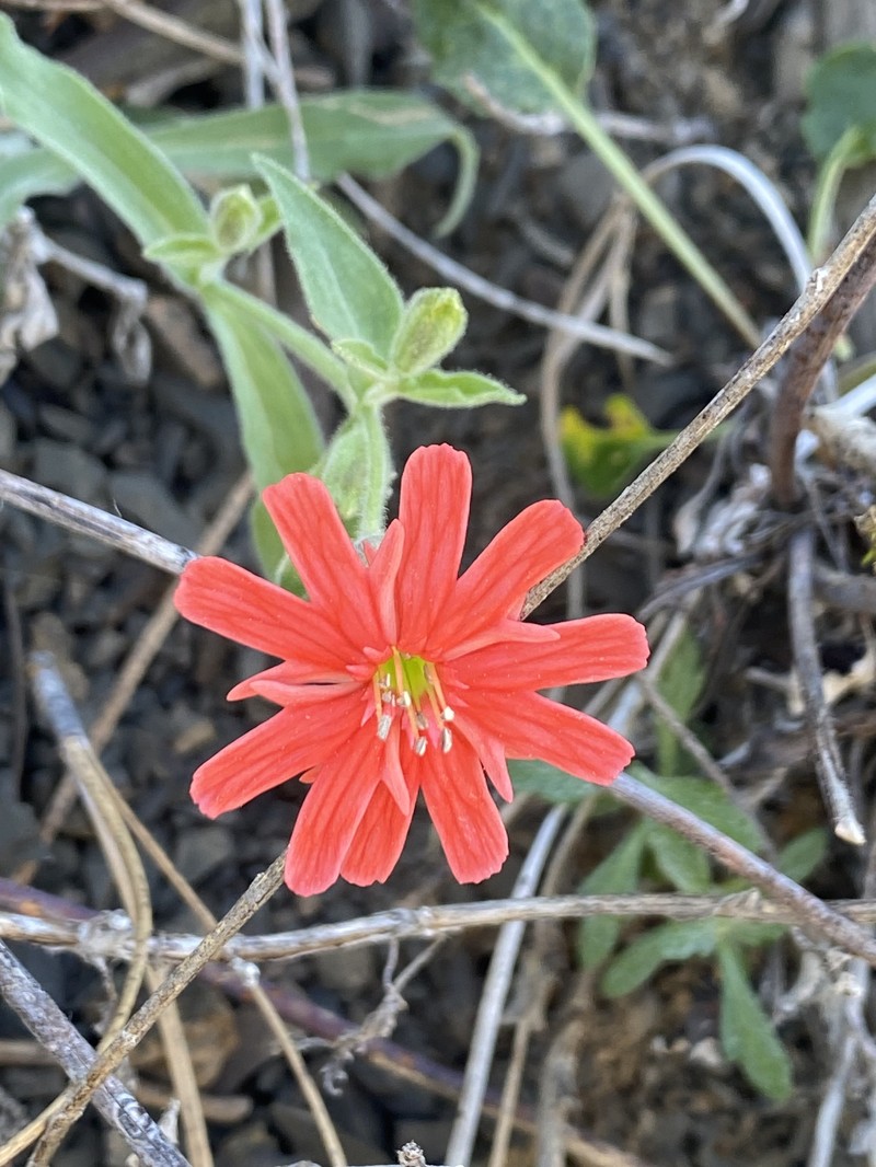 Indian Pink photo 6
