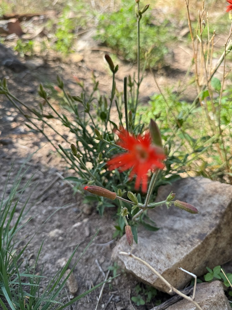 Silene laciniata subsp. greggii