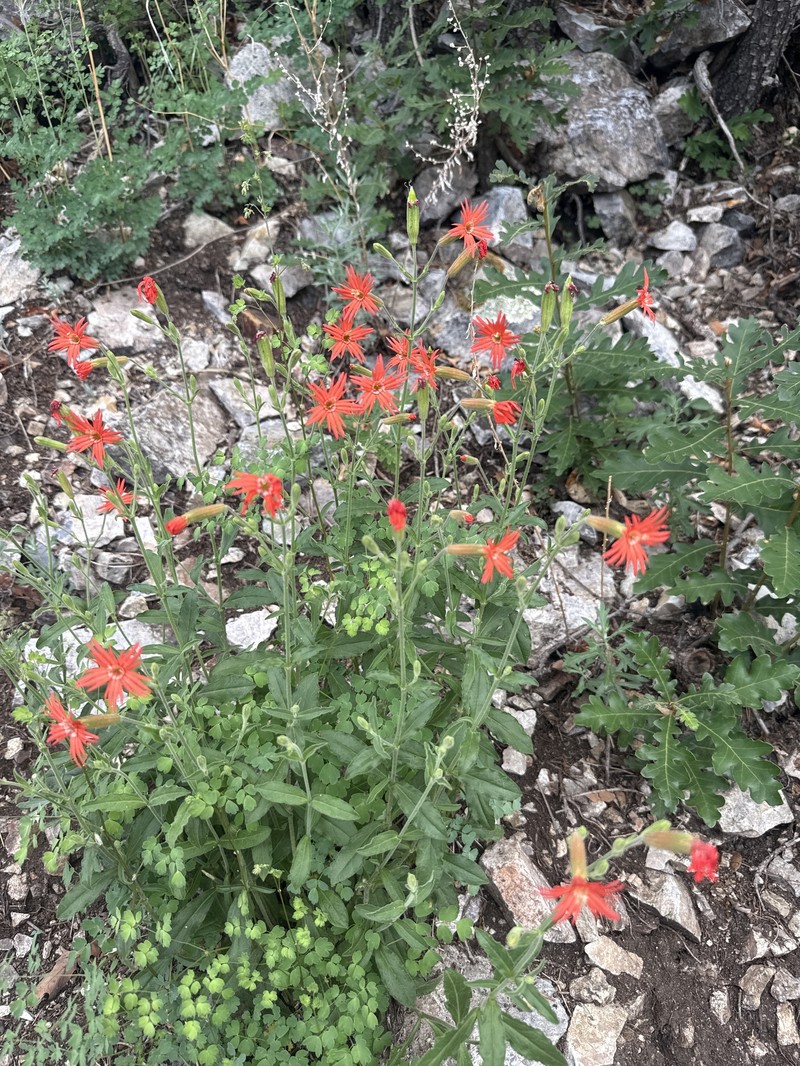 Silene laciniata subsp. greggii photo 2