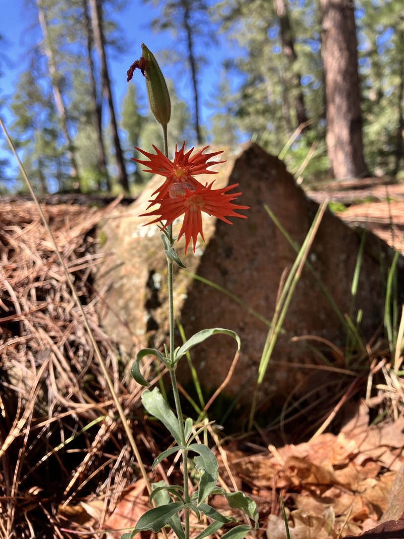 Silene laciniata subsp. greggii photo 3