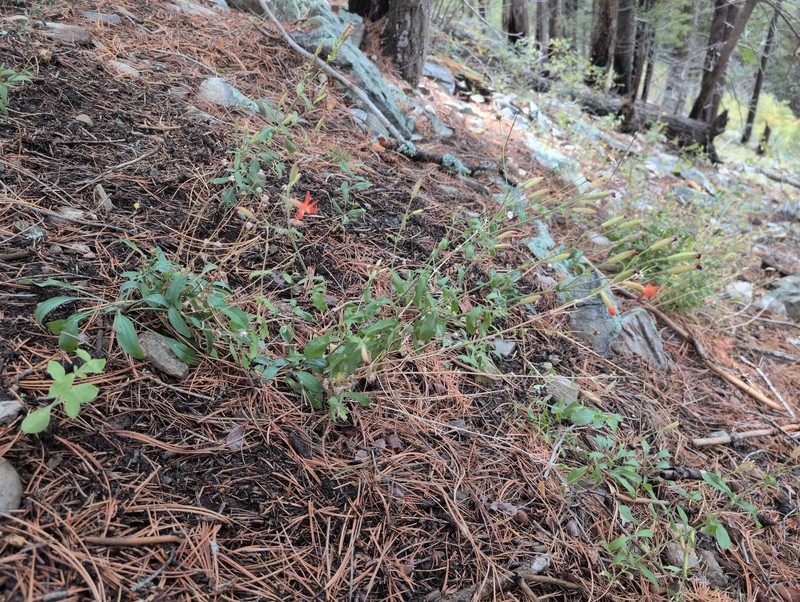 Silene laciniata subsp. greggii photo 4