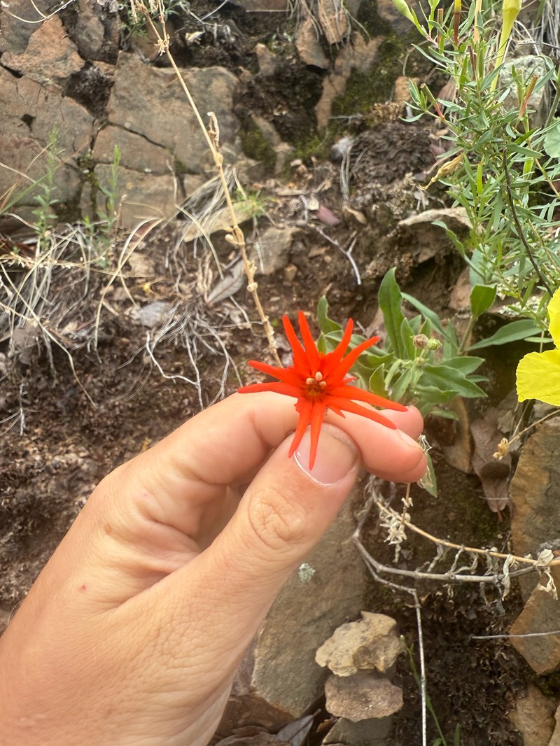Silene laciniata subsp. greggii photo 5