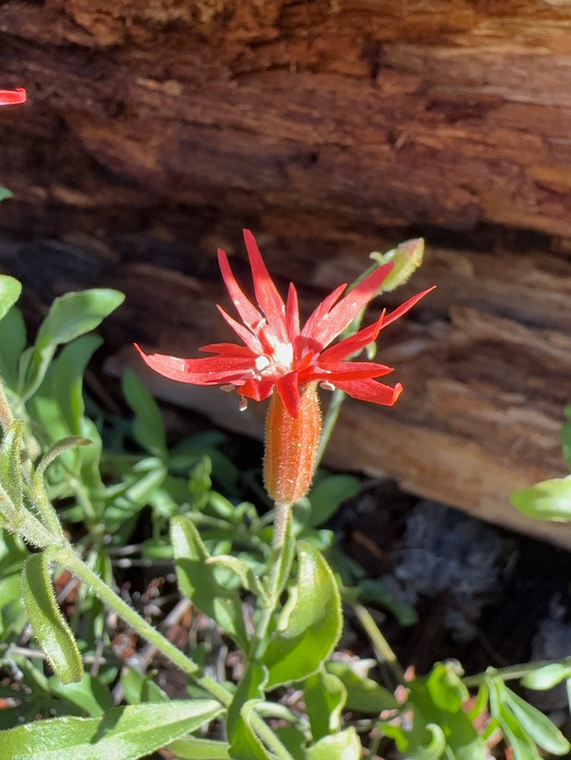 Silene laciniata subsp. greggii photo 6