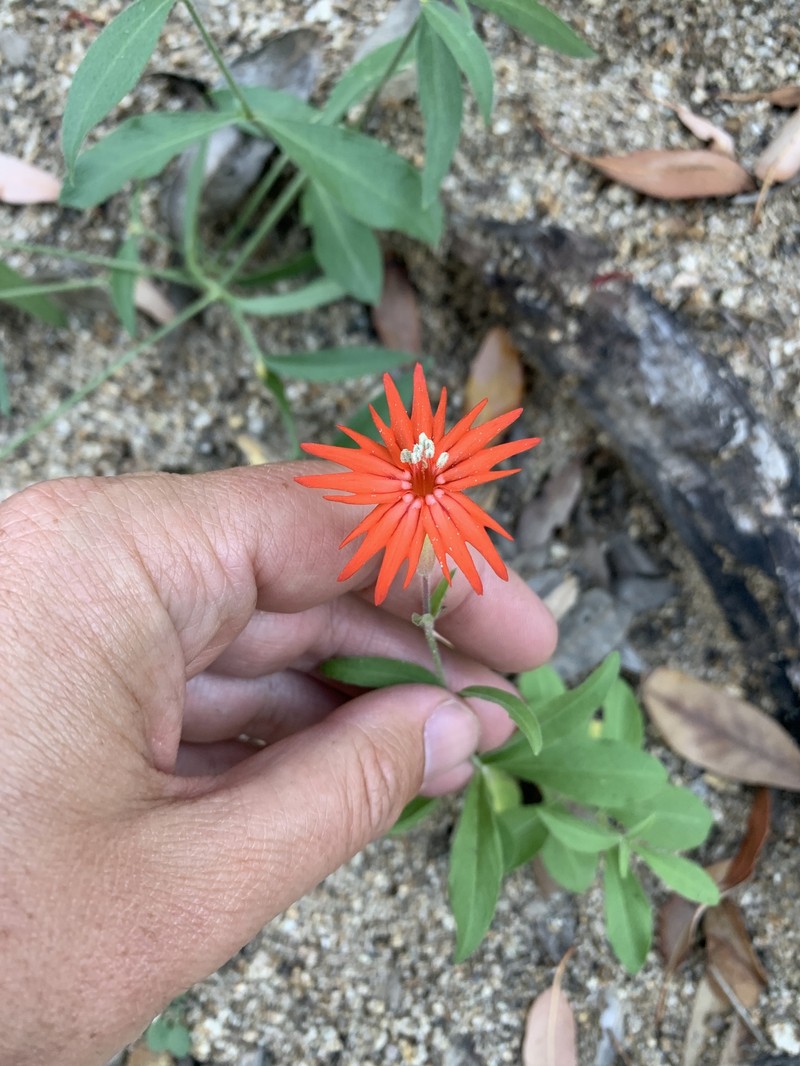 Silene laciniata subsp. greggii photo 7