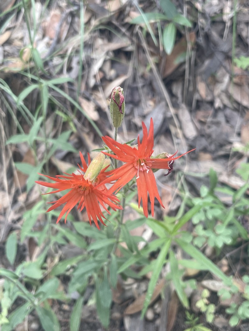 Silene laciniata subsp. greggii photo 8
