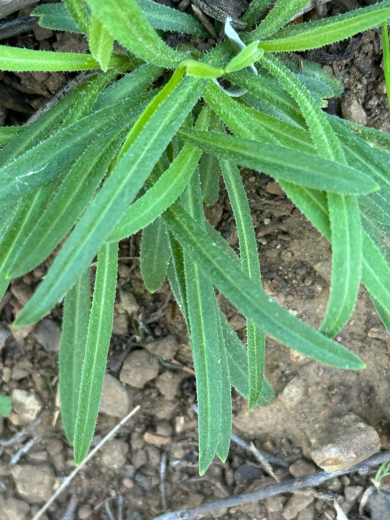 Silene laciniata subsp. laciniata