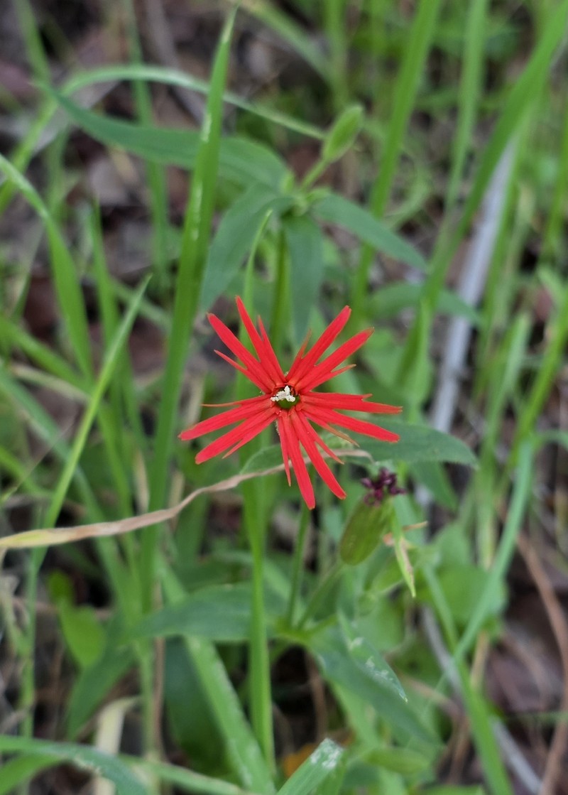 Silene laciniata subsp. laciniata photo 2