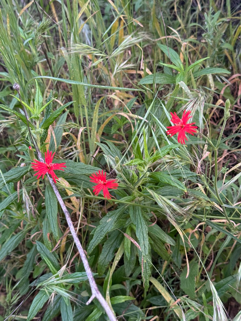 Silene laciniata subsp. laciniata photo 3