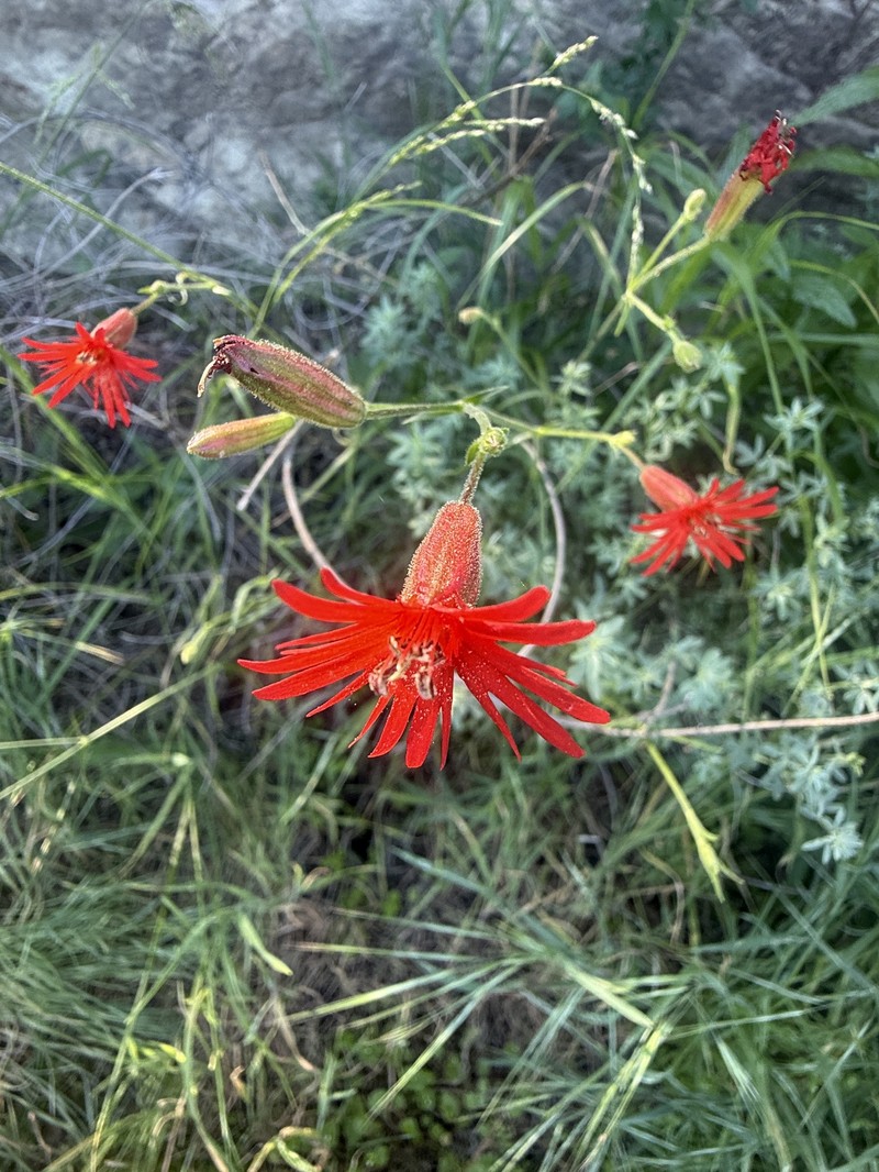 Silene laciniata subsp. laciniata photo 5