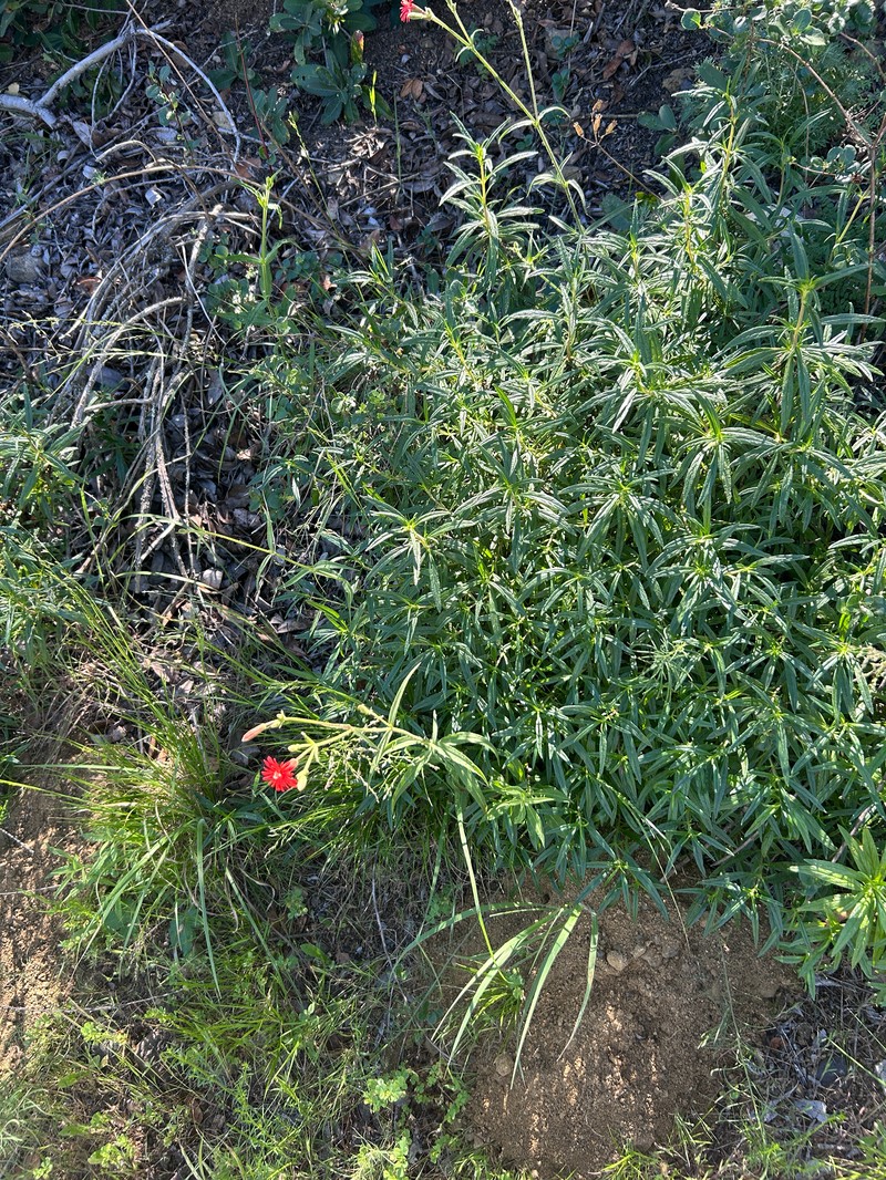 Silene laciniata subsp. laciniata photo 6