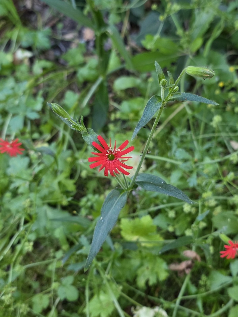 Silene laciniata subsp. laciniata photo 8