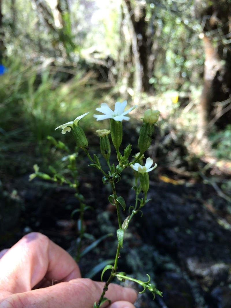 Kauai Catchfly photo 3