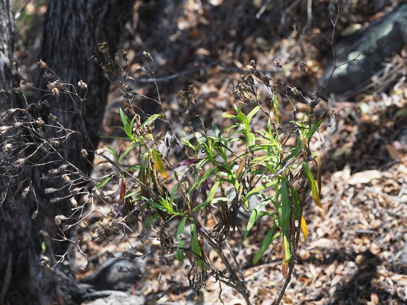 Kauai Catchfly photo 4