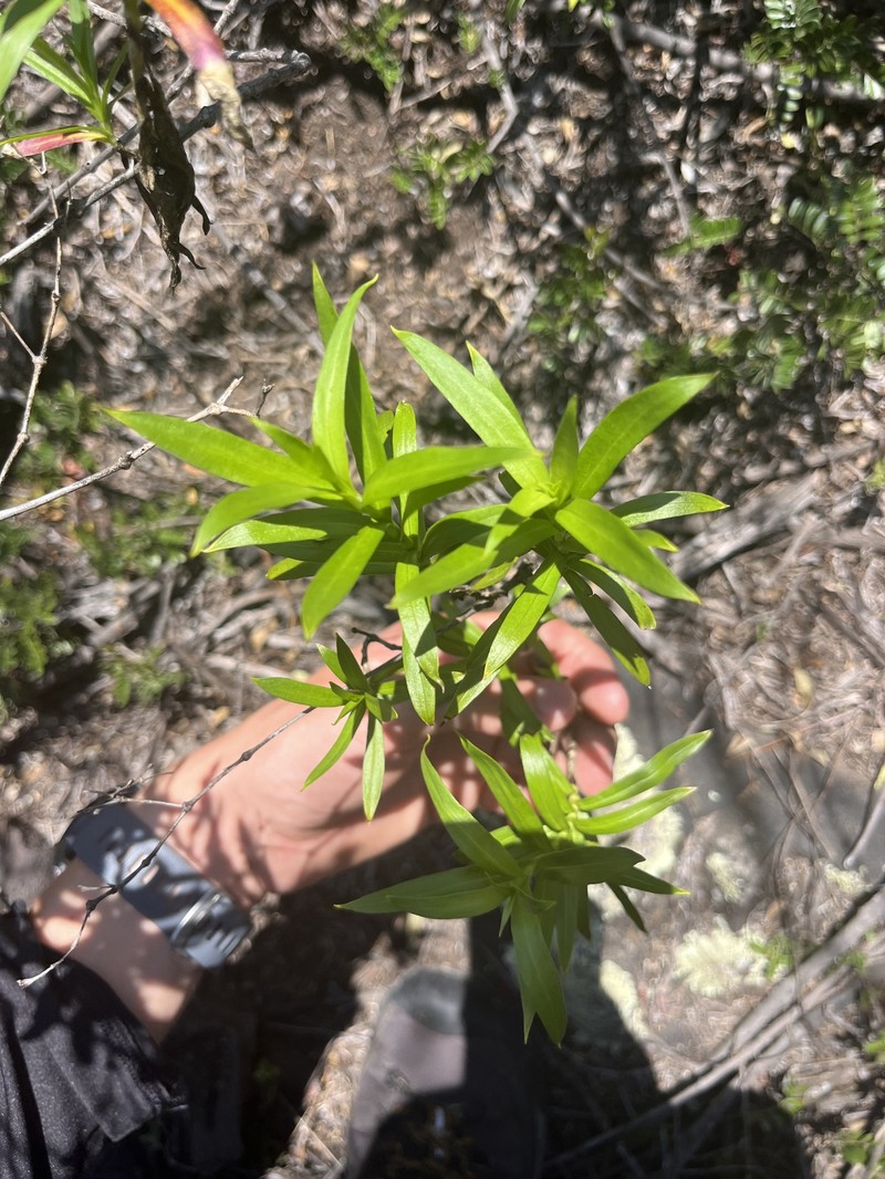 Kauai Catchfly photo 7