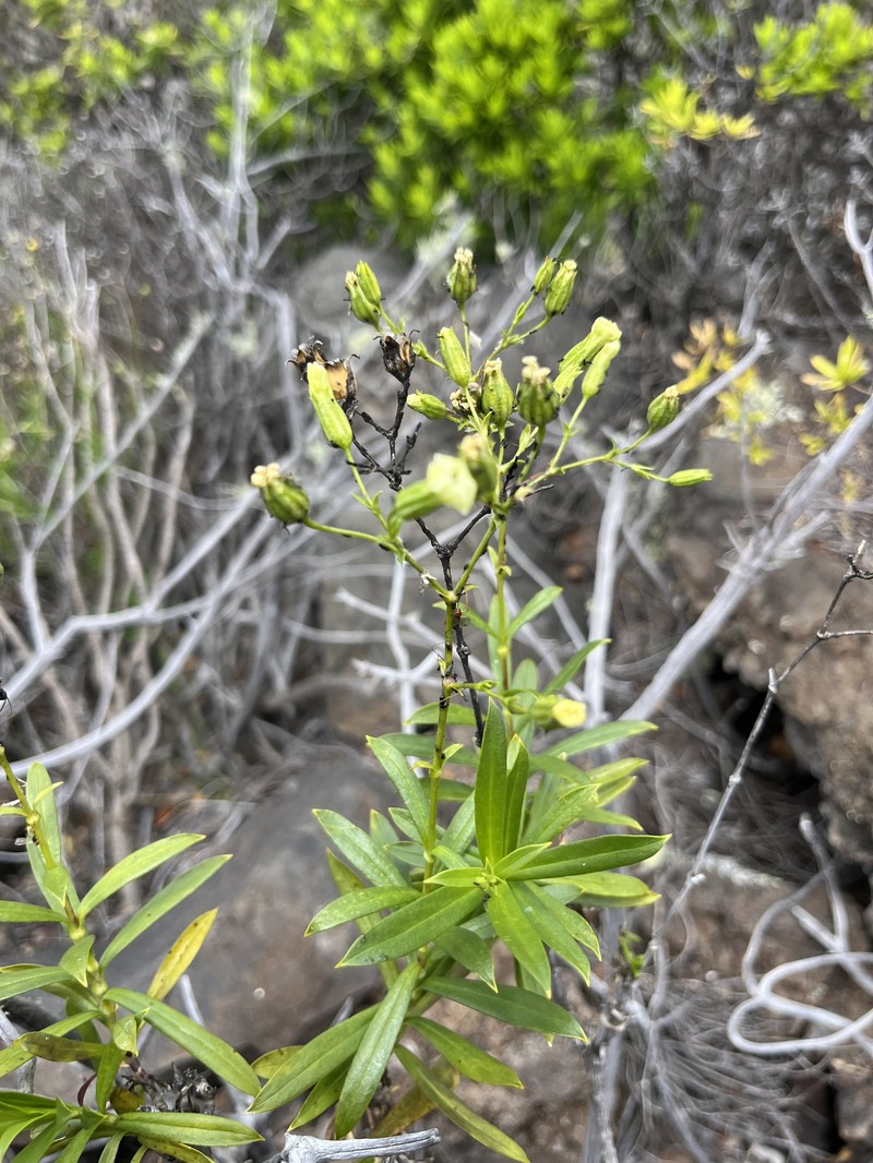 Kauai Catchfly photo 8