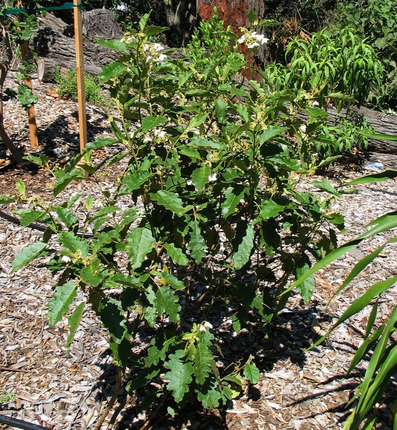 Kauai Catchfly photo 5
