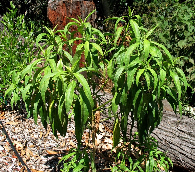 Kauai Catchfly