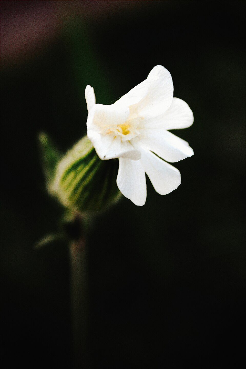 Bladder Campion photo 5