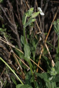 Bladder Campion