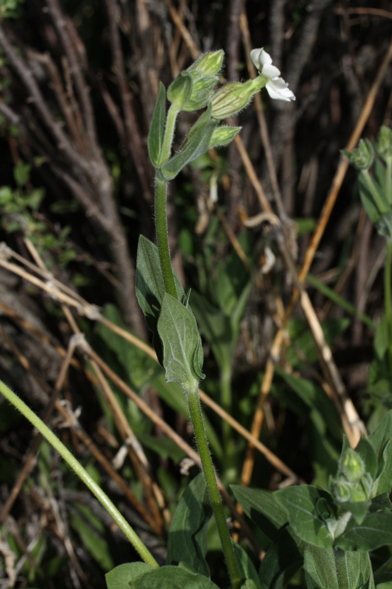 Bladder Campion