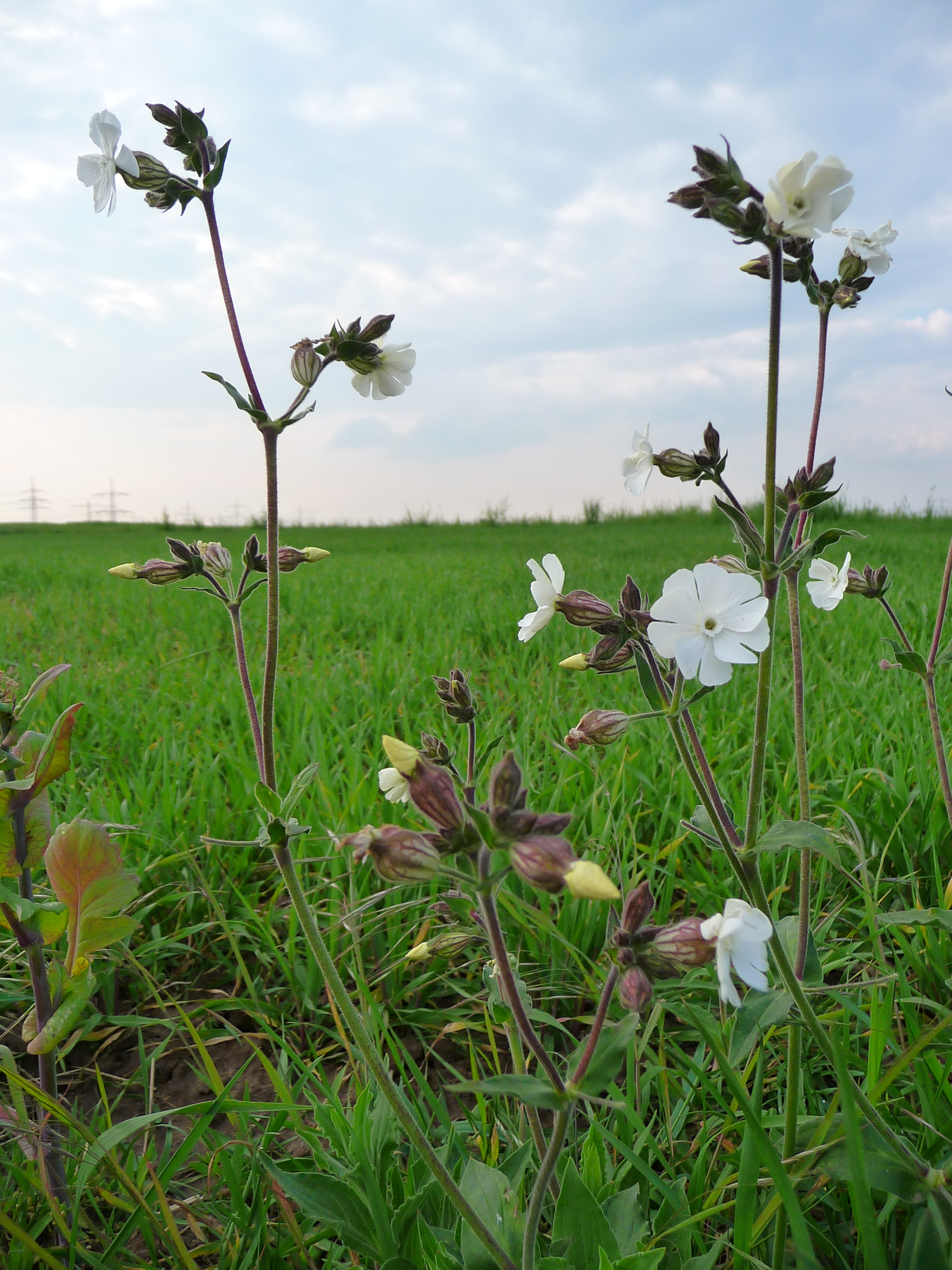Bladder Campion photo 6